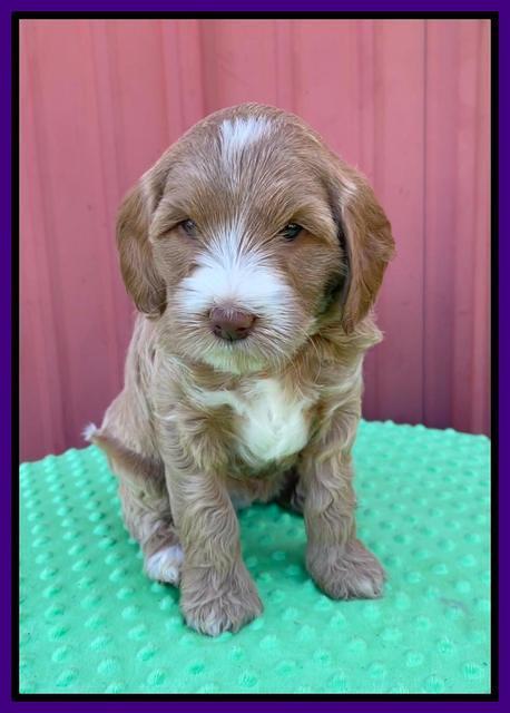 Millie Rebel pups 6 weeks old 151