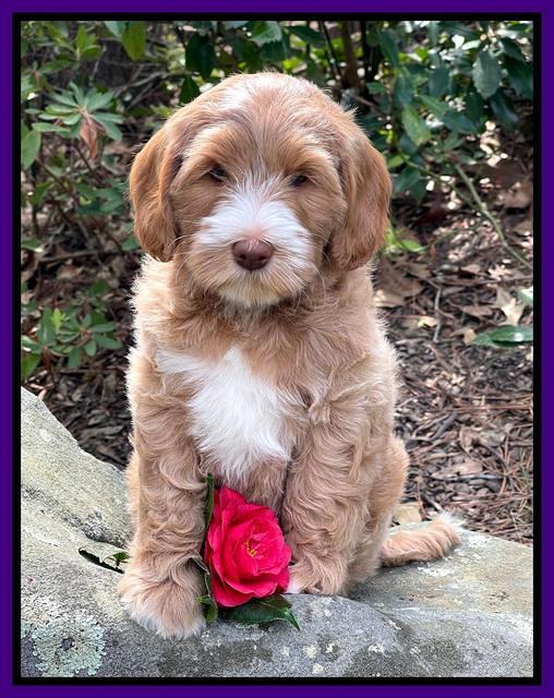Millie Rebel pups 8 wks old 12100