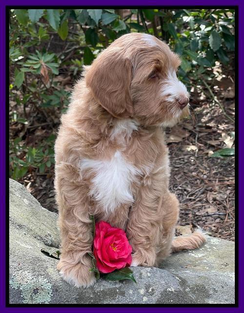 Millie Rebel pups 8 wks old 14100