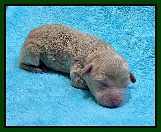 Millie Newborn puppies 51