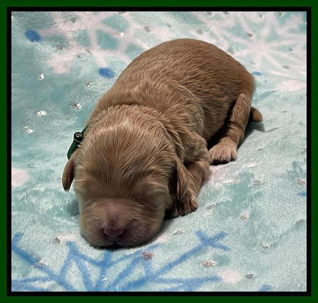 Millie Rebel pups 1 wk old 71