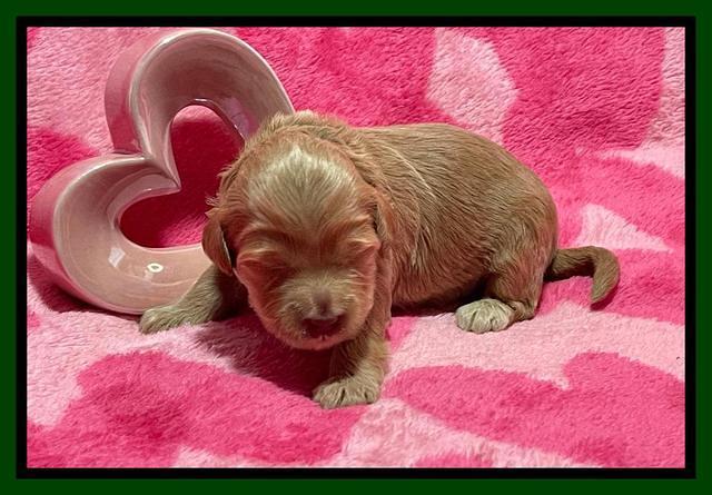 Millie Rebel pups 2 weeks old 131
