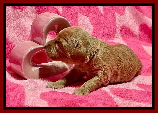 Millie Rebel pups 2 weeks old 141