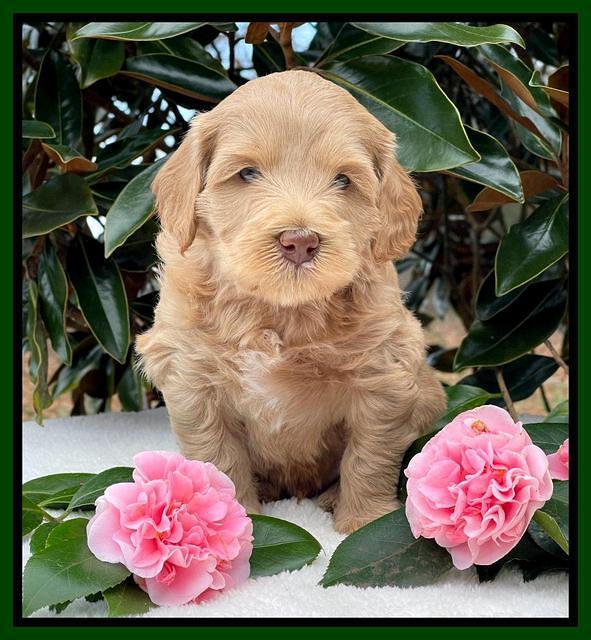 Millie Rebel pups 5 weeks old 171