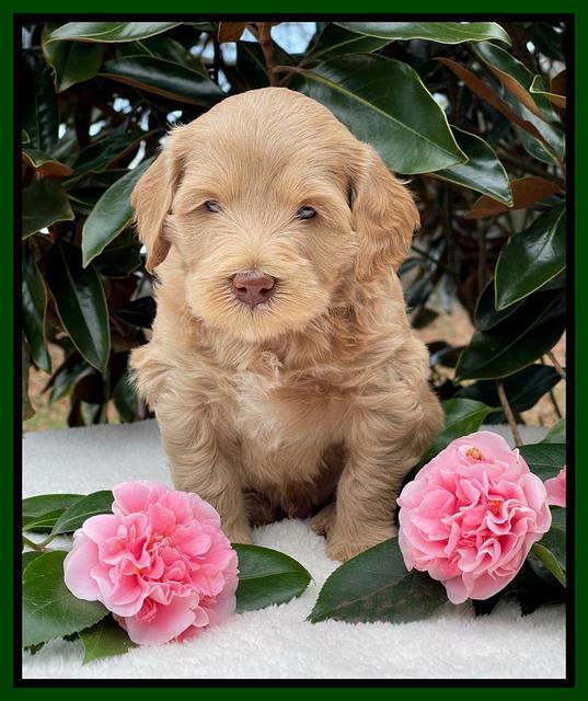 Millie Rebel pups 5 weeks old 181