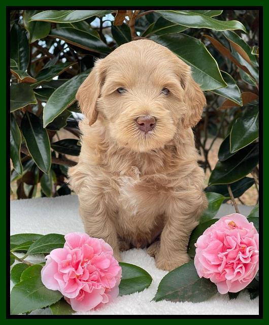 Millie Rebel pups 5 weeks old 191