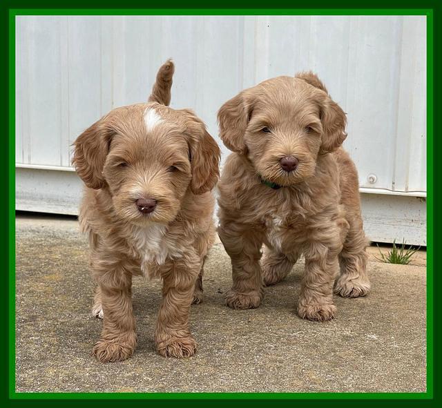 Millie Rebel pups 6 weeks old 191