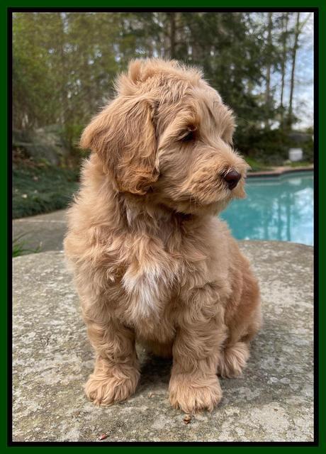 Millie Rebel pups 8 wks old 10100