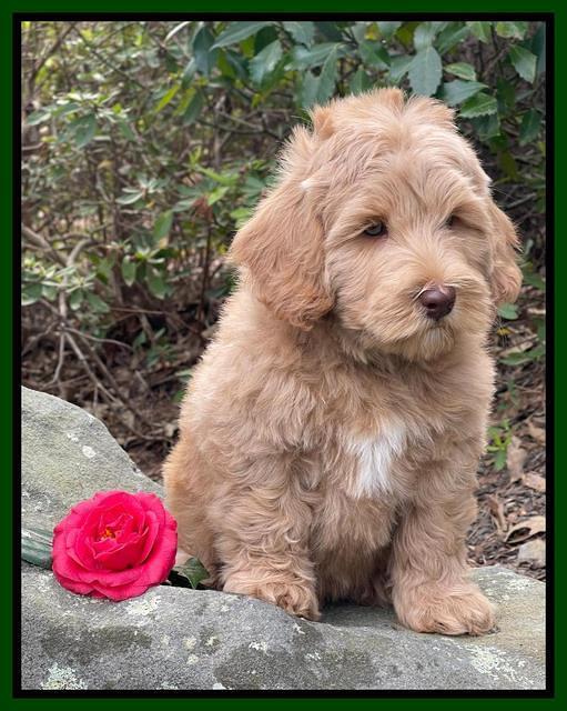 Millie Rebel pups 8 wks old 8100