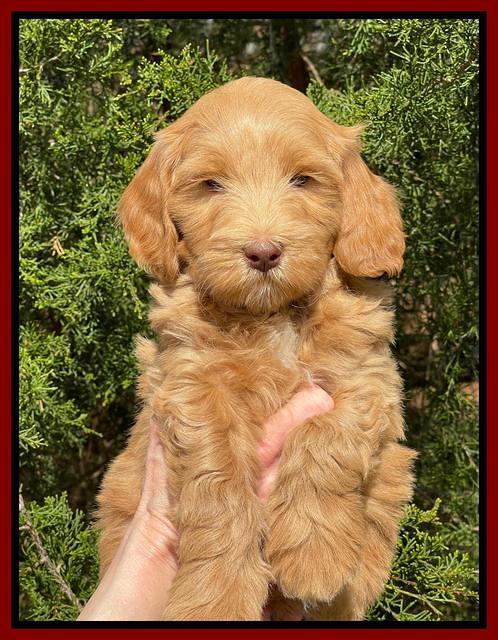 Millie REbel 7 week pics 171