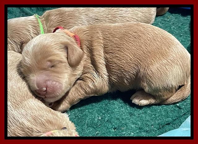 Millie Rebel pups 1 wk old 121