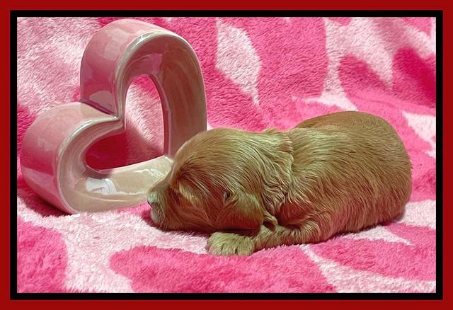 Millie Rebel pups 2 weeks old 151