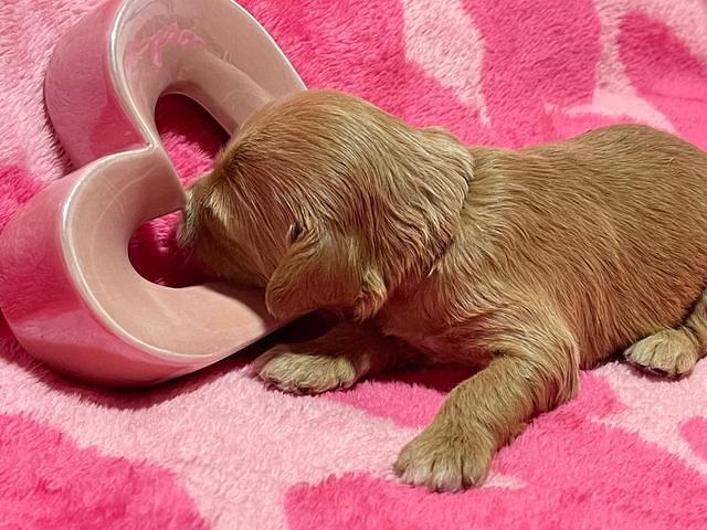 Millie Rebel pups 2 weeks old 171