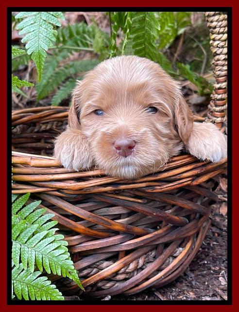 Millie Rebel pups 3 weeks old 211