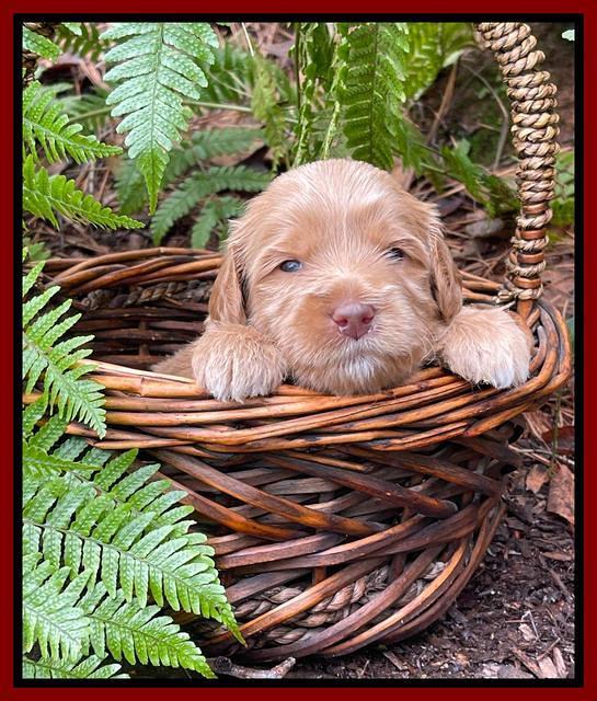 Millie Rebel pups 3 weeks old 221