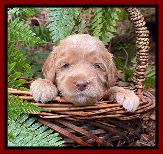 Millie Rebel pups 3 weeks old 241