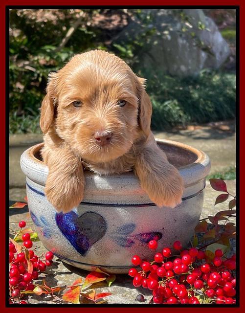 Millie Rebel pups 4 weeks old 221