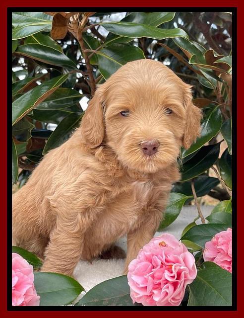 Millie Rebel pups 5 weeks old 221