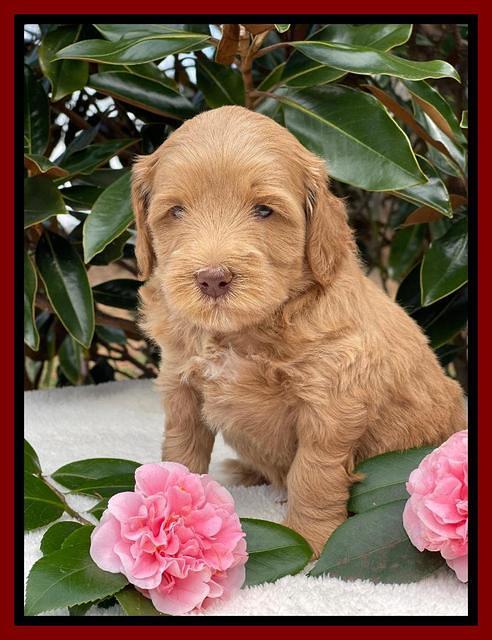 Millie Rebel pups 5 weeks old 241