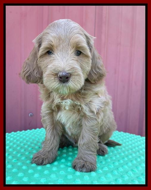 Millie Rebel pups 6 weeks old 281