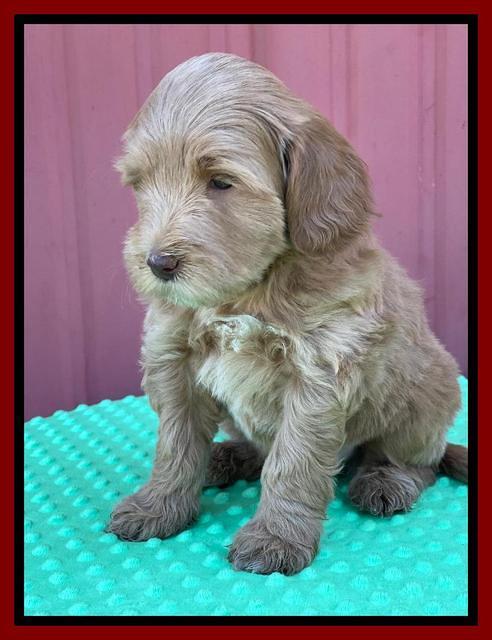 Millie Rebel pups 6 weeks old 291
