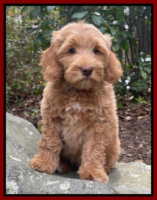 Millie Rebel pups 8 wks old 14 300