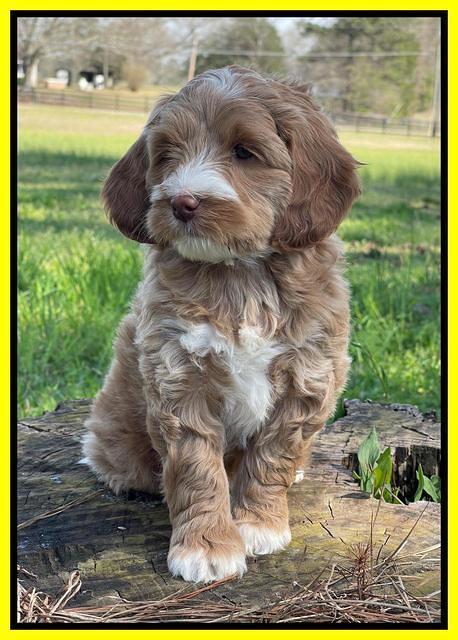 Millie REbel 7 week pics 251