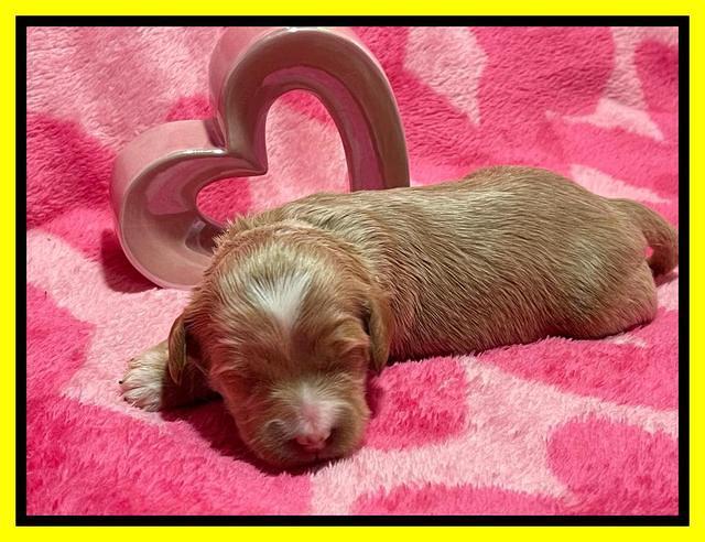 Millie Rebel pups 2 weeks old 191