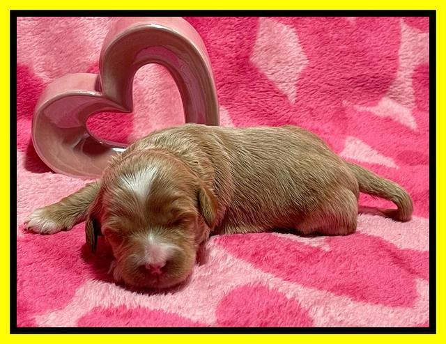 Millie Rebel pups 2 weeks old 211