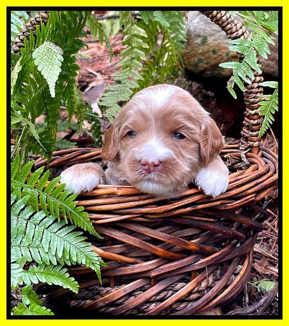 Millie Rebel pups 3 weeks old 251