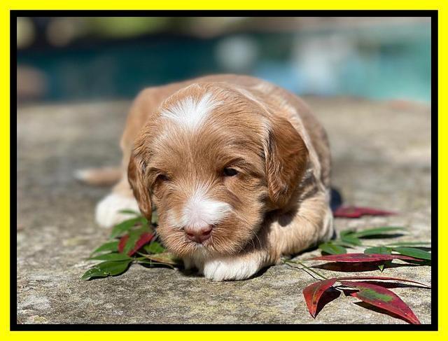 Millie Rebel pups 4 weeks old 261