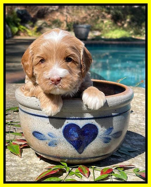 Millie Rebel pups 4 weeks old 271
