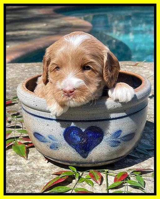 Millie Rebel pups 4 weeks old 281