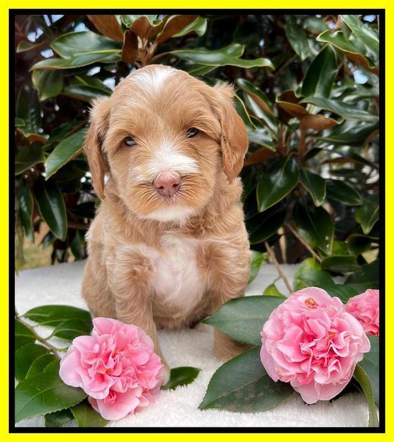 Millie Rebel pups 5 weeks old 331