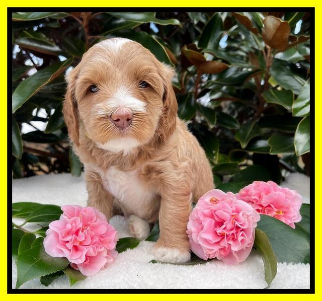 Millie Rebel pups 5 weeks old 341