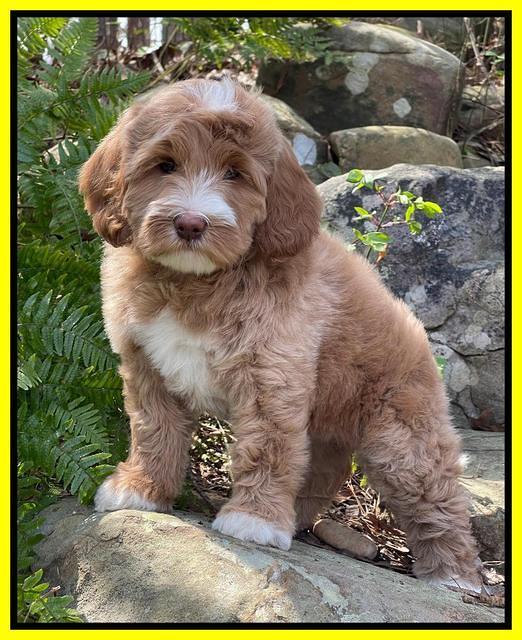 Millie Rebels pups 8 weeks old 131