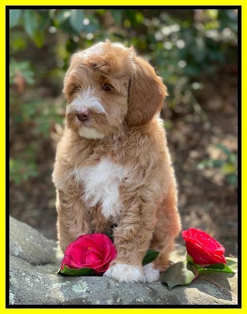 Millie Rebels pups 8 weeks old 171