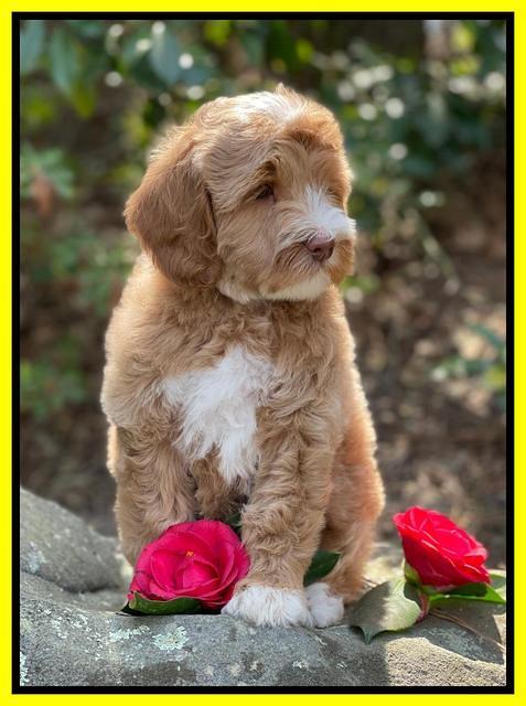 Millie Rebels pups 8 weeks old 181