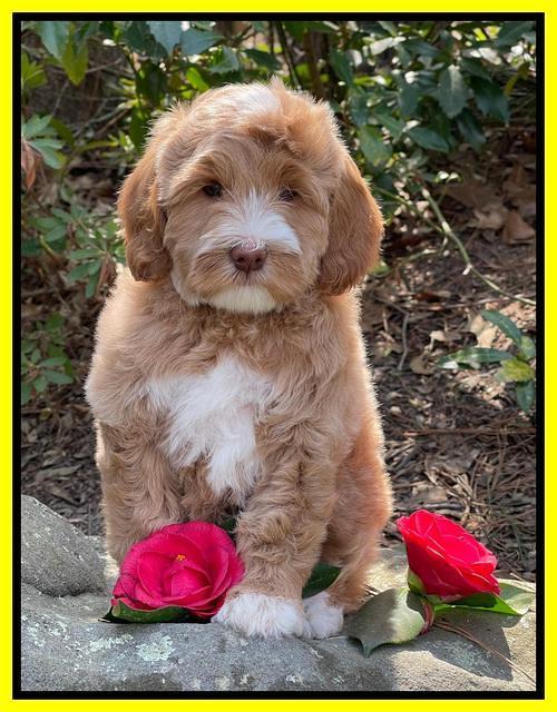 Millie Rebels pups 8 weeks old 191