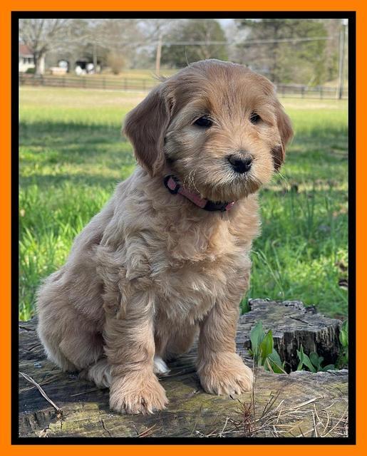 Millie REbel 7 week pics 261