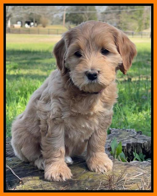 Millie REbel 7 week pics 281