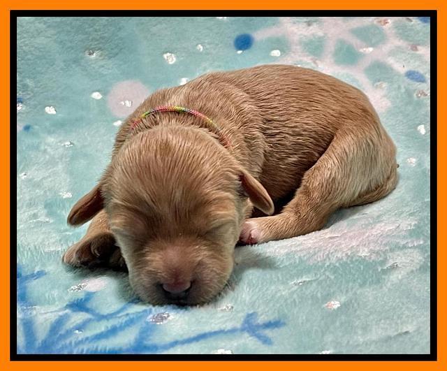 Millie Rebel pups 1 wk old 161