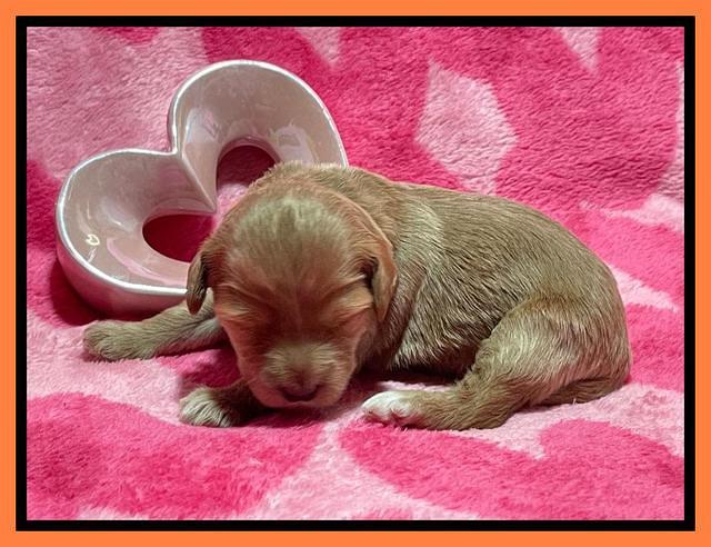 Millie Rebel pups 2 weeks old 241