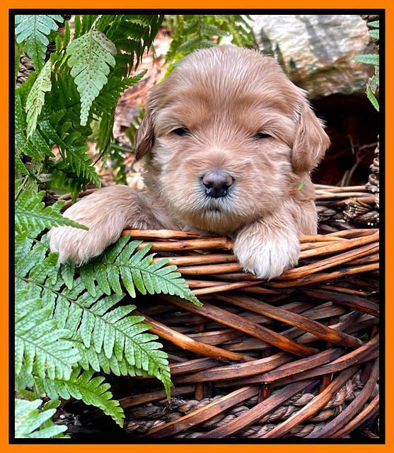 Millie Rebel pups 3 weeks old 291