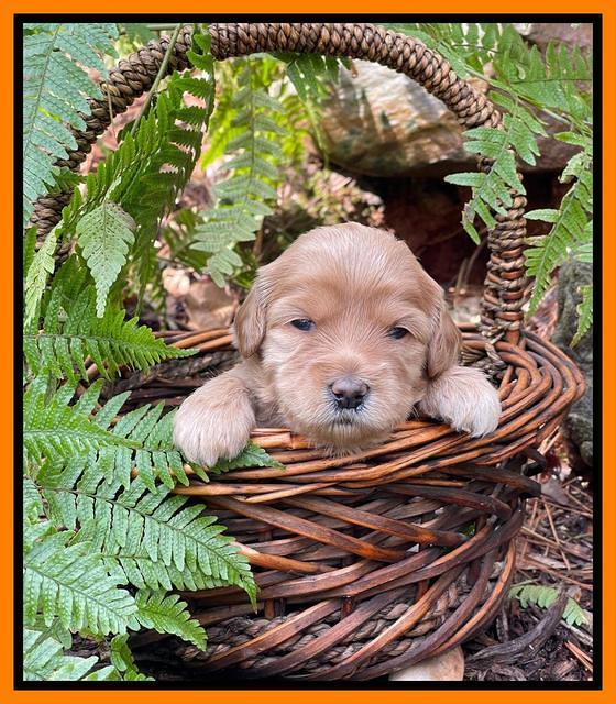 Millie Rebel pups 3 weeks old 311