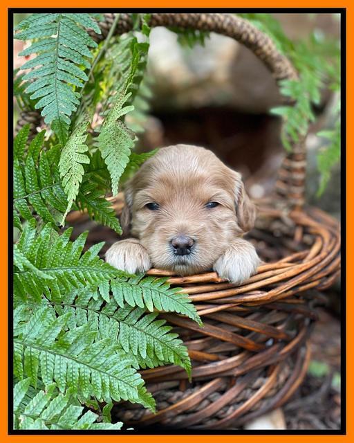 Millie Rebel pups 3 weeks old 321