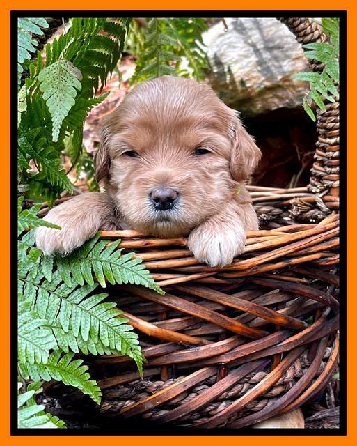 Millie Rebel pups 3 weeks old 331