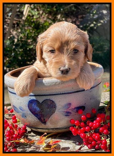 Millie Rebel pups 4 weeks old 331