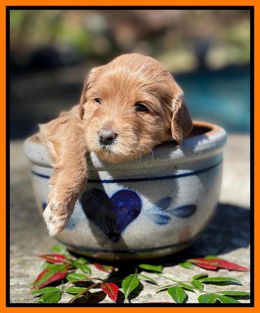 Millie Rebel pups 4 weeks old 341