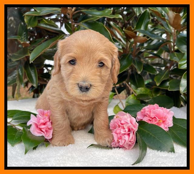 Millie Rebel pups 5 weeks old 361